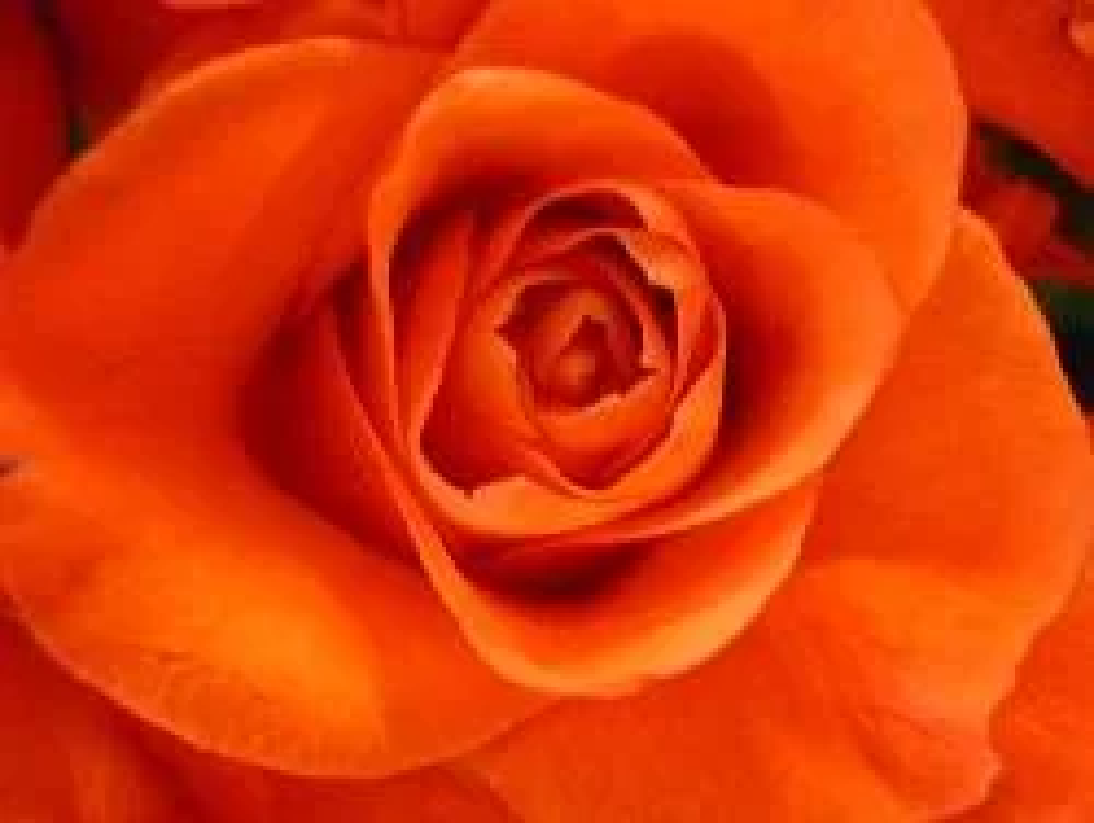 Apricot / Orange Roses