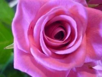 Pink Roses - 12 pink roses beautifully gift wrapped