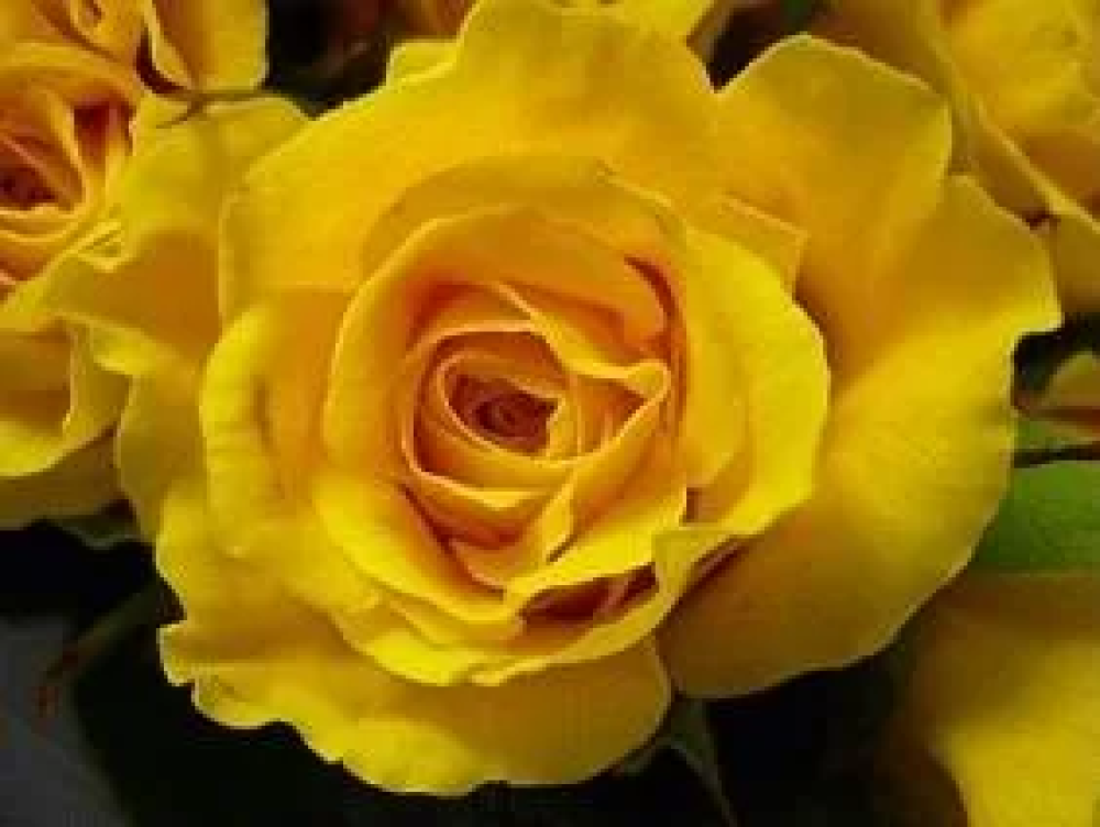 Yellow Roses