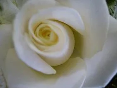 White Roses - White roses beautifully wrapped.