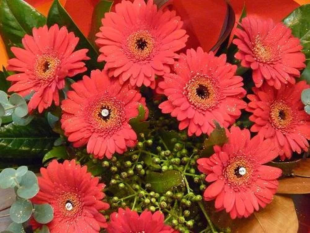 Gerbera Bouquet