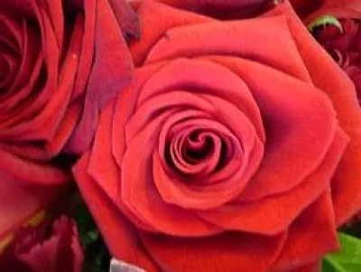 Red roses - romantic red roses beautifully gift wrapped