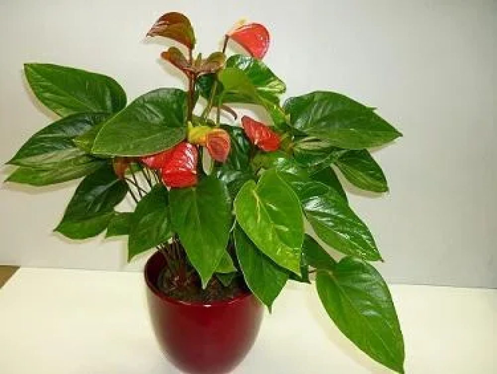 Anthurium