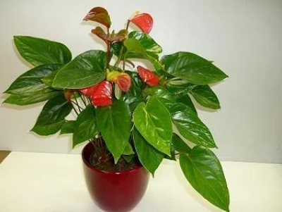 Anthurium - Anthurium plant in a ceramic container. Hardy indoor plant
