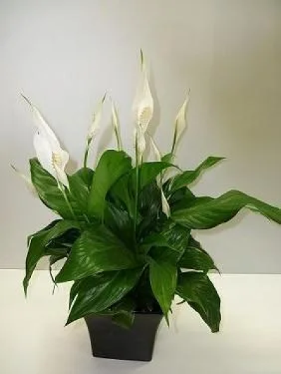 Peace Lily - Spathiphyllum, Peace Lily in a ceramic container. Hardy indoor plant.